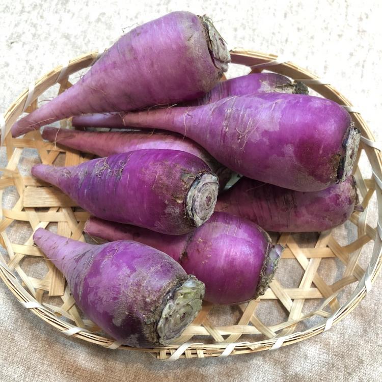 赤色辛味大根