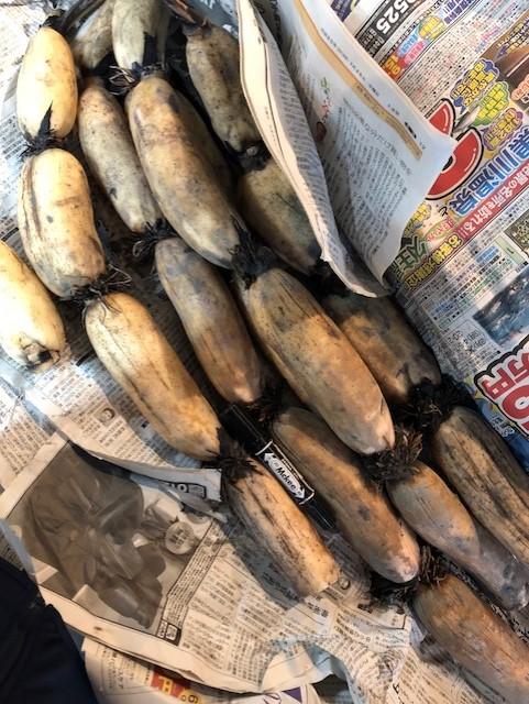 河内れんこん