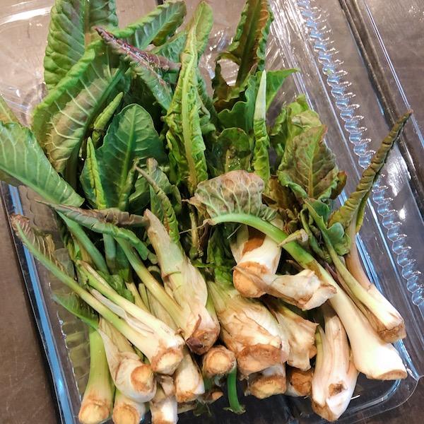 ひこひこ(オゼイユの新芽)