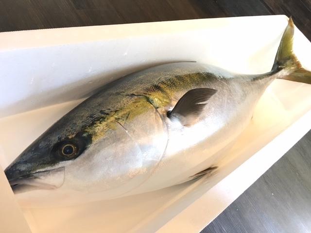 鰤